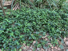 Dicliptera tinctoria