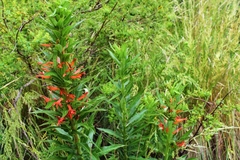 Siphocampylus foliosus