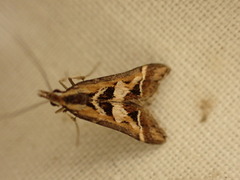Diasemia grammalis