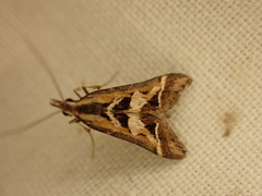 Diasemia grammalis