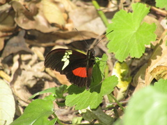 Heliconius hortense