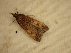 Eudonia asterisca