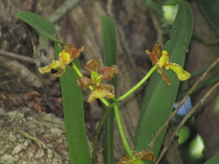 Trichocentrum