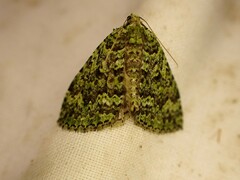 Austrocidaria similata