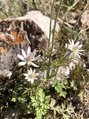 Anemone tuberosa