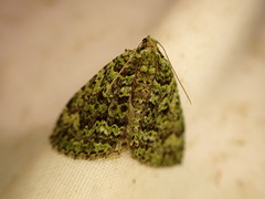 Austrocidaria similata