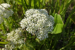 Conioselinum gmelinii