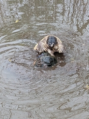 Chelydra serpentina