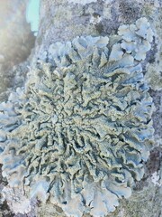 Punctelia missouriensis