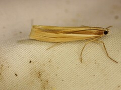 Orocrambus ramosellus