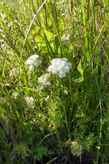 Conioselinum gmelinii