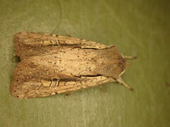 Ichneutica atristriga