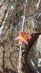 Zephyranthes splendens