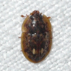 Lobiopa undulata