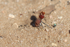 Ephutomorpha ferruginata