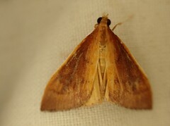 Mnesictena flavidalis