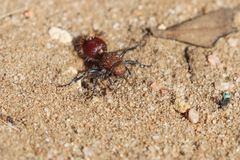 Ephutomorpha ferruginata