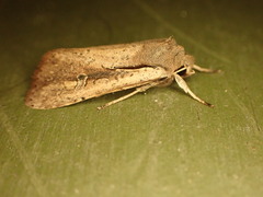 Ichneutica atristriga