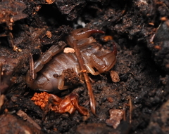 Uroctonus mordax