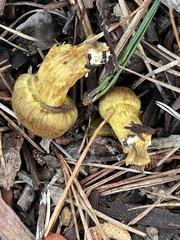 Cortinarius thiersii