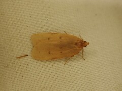 Phaeosaces coarctatella