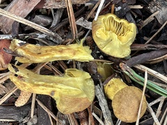 Cortinarius thiersii