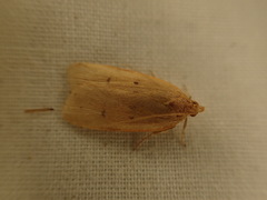 Phaeosaces coarctatella