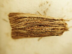 Ichneutica steropastis