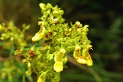 Calceolaria teucrioides