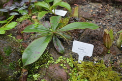Nepenthes tomoriana