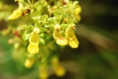 Calceolaria teucrioides