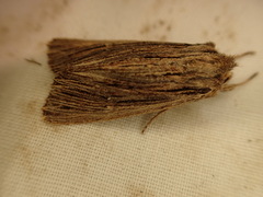 Ichneutica steropastis