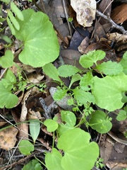 Cardamine californica