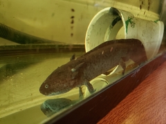 Ambystoma mexicanum