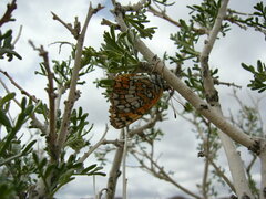 Prunus fasciculata