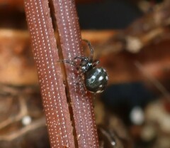 Microdipoena guttata