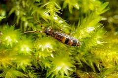 Orchesella cincta