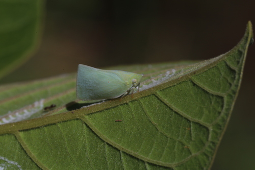 Cryomna farinosa observed 2018-12-31