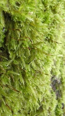 Homalothecium fulgescens