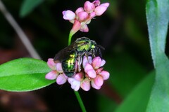 Augochloropsis viridula
