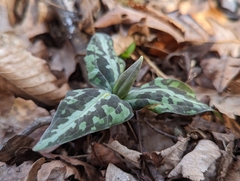 Trillium underwoodii