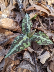 Trillium underwoodii