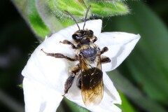 Melandrena