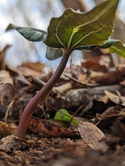 Trillium underwoodii