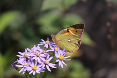 Colias fieldii