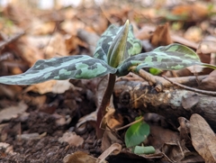 Trillium underwoodii