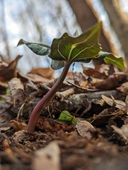 Trillium underwoodii