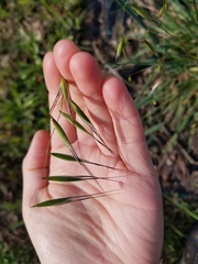 Avena barbata