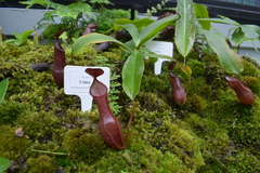 Nepenthes tobaica