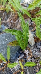 Blechnum microphyllum